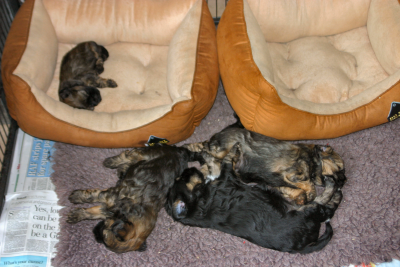 Pups on 30 August 2012