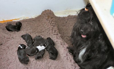 Rhoni and Puppies 11th March 2011